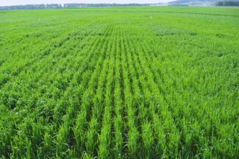 Cuando la nutrición impacta en el rinde y en la calidad del grano