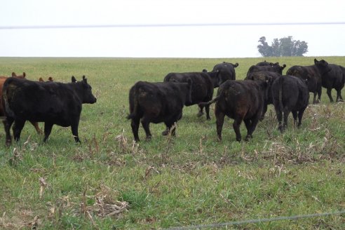 Dia de Campo 2026 - Coembotá de Calderón