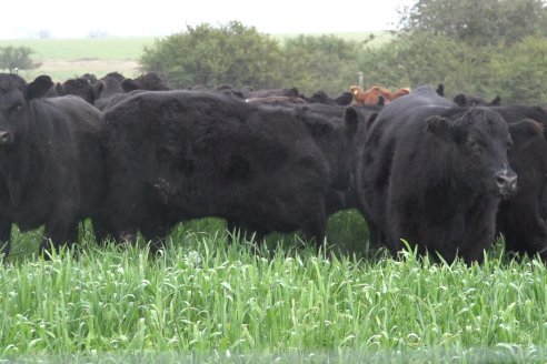 Dia de Campo 2026 - Coembotá de Calderón