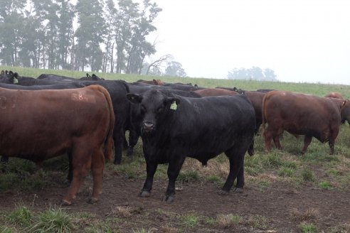 Dia de Campo 2026 - Coembotá de Calderón