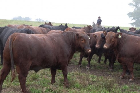 Dia de Campo 2026 - Coembotá de Calderón