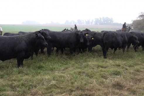 Dia de Campo 2026 - Coembotá de Calderón