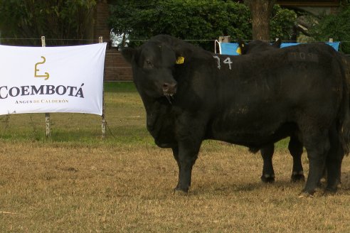 Dia de Campo 2026 - Coembotá de Calderón