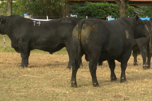 Dia de Campo 2026 - Coembotá de Calderón