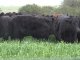 DEP, la sigla que resume la mejor herramienta para comprar un toro