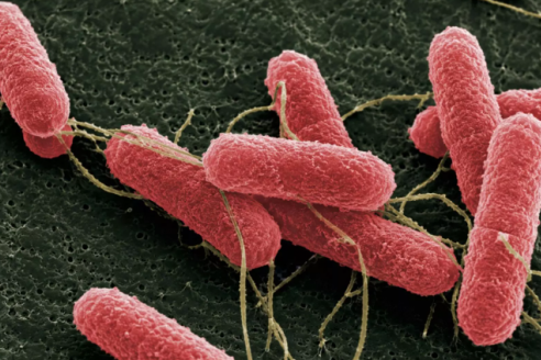 Desarrollan una molécula capaz de disminuir escherichia coli en bovinos