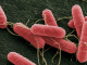 Desarrollan una molécula capaz de disminuir escherichia coli en bovinos