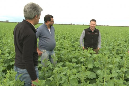 Recorrida por la carinata de Saracho S.A. en Hasenkamp junto a Agrofe Campo y Nufarm