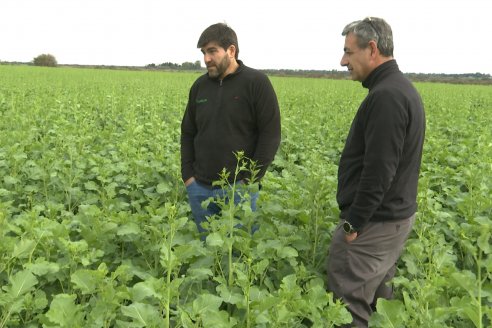 Recorrida por la carinata de Saracho S.A. en Hasenkamp junto a Agrofe Campo y Nufarm