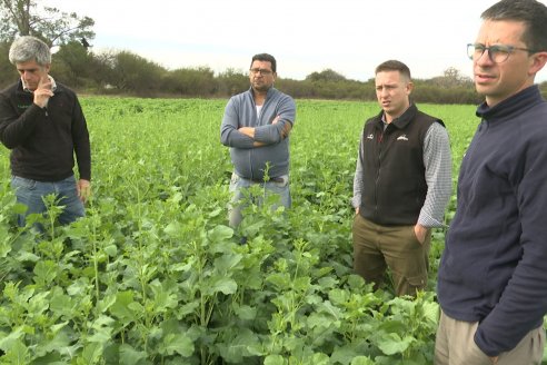 Recorrida por la carinata de Saracho S.A. en Hasenkamp junto a Agrofe Campo y Nufarm
