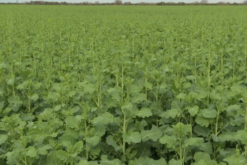 Recorrida por la carinata de Saracho S.A. en Hasenkamp junto a Agrofe Campo y Nufarm