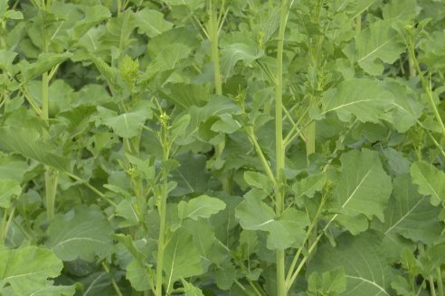 Recorrida por la carinata de Saracho S.A. en Hasenkamp junto a Agrofe Campo y Nufarm