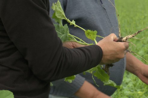 Recorrida por la carinata de Saracho S.A. en Hasenkamp junto a Agrofe Campo y Nufarm