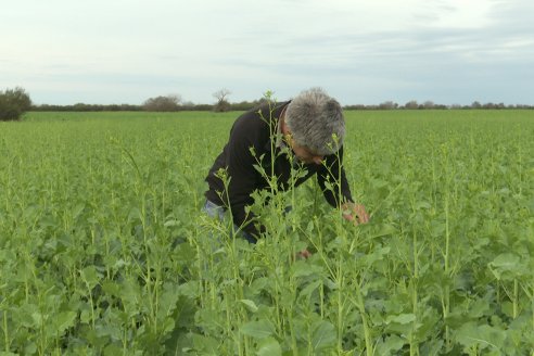 Recorrida por la carinata de Saracho S.A. en Hasenkamp junto a Agrofe Campo y Nufarm