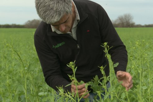 Recorrida por la carinata de Saracho S.A. en Hasenkamp junto a Agrofe Campo y Nufarm