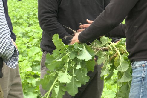 Recorrida por la carinata de Saracho S.A. en Hasenkamp junto a Agrofe Campo y Nufarm