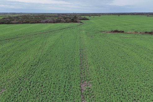 Recorrida por la carinata de Saracho S.A. en Hasenkamp junto a Agrofe Campo y Nufarm