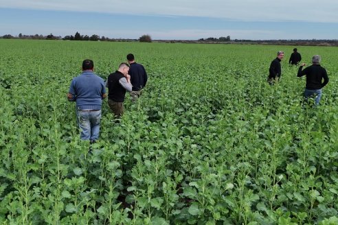Recorrida por la carinata de Saracho S.A. en Hasenkamp junto a Agrofe Campo y Nufarm