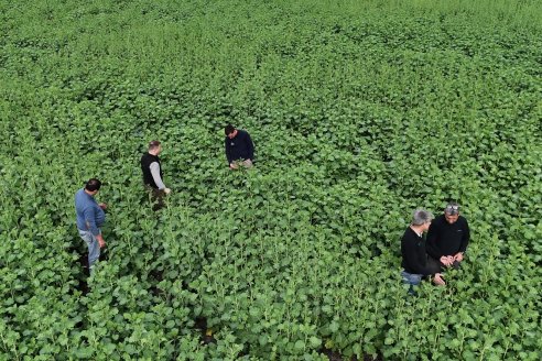 Recorrida por la carinata de Saracho S.A. en Hasenkamp junto a Agrofe Campo y Nufarm