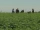 En Hasenkamp rotan utilizando carinata en el esquema de cultivos y logran sumar productividad y renta