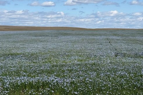 Adamant Group lanza Adamant Agro, una plataforma global que conecta la agricultura de bajo carbono con la energía