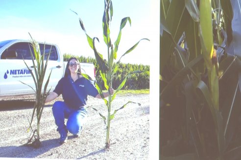 IRRIGATIO Riego & Energia: Jornada de Riego y Nutrición por goteo subterraneo en Villaguay