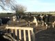 Sauce Montrull: la tierra donde la leche marcaba el pulso de la vida