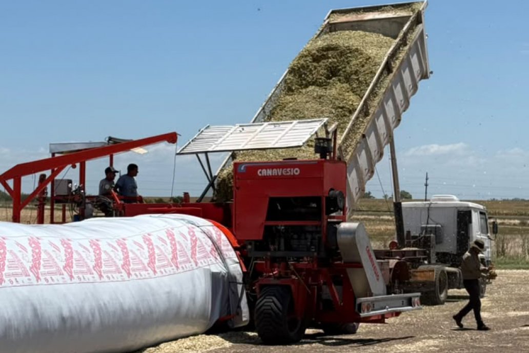 El silaje de maíz: una reserva estratégica para la ganadería moderna