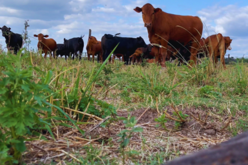 Expertos del nordeste brindaron una guía para producir forrajes nativos con mayor precisión