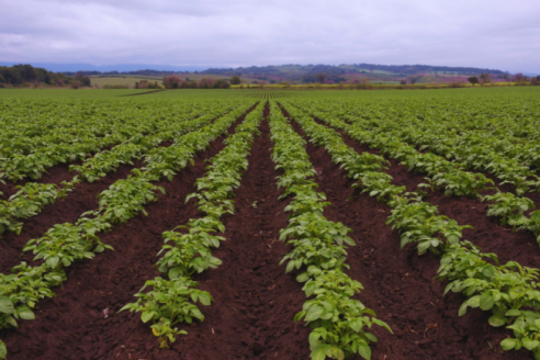 La fertilización foliar potencia el rendimiento de los cultivos