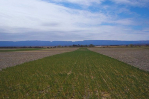 La alfalfa aumenta reservas de carbono en suelos semiáridos