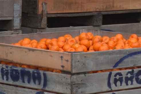 Visita a Establecimeinto Citricola El Aroma - Colonia Roca, Departamento Concordia