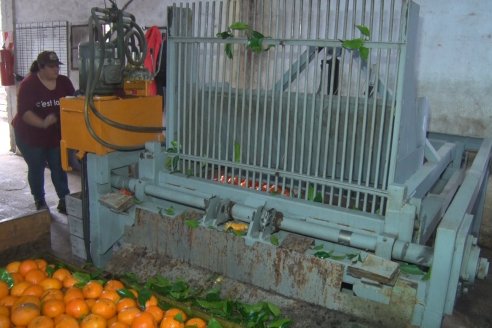 Visita a Establecimeinto Citricola El Aroma - Colonia Roca, Departamento Concordia