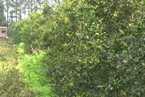 Visita a Establecimeinto Citricola El Aroma - Colonia Roca, Departamento Concordia