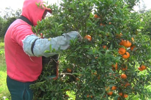 Visita a Establecimeinto Citricola El Aroma - Colonia Roca, Departamento Concordia