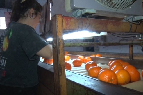 Visita a Establecimeinto Citricola El Aroma - Colonia Roca, Departamento Concordia