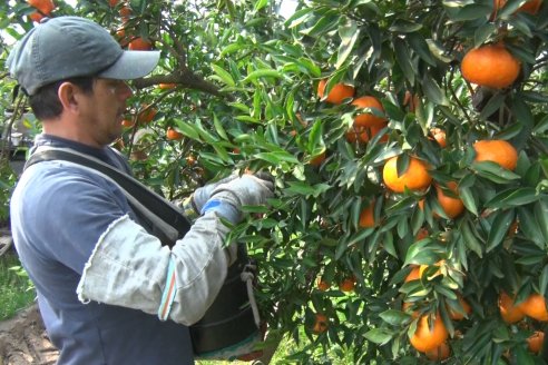 En El Aroma logran citrus de calidad a través de la combinación del manejo y la genética de varietales apropiados