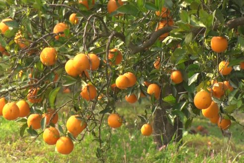 Abren el registro de quintas para vender citrus al mundo