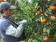 En El Aroma logran citrus de calidad a través de la combinación del manejo y la genética de varietales apropiados