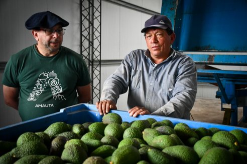 Recorrida a través de una explotación que produce palta a escala comercial