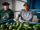 Recorrida a través de una explotación que produce palta a escala comercial