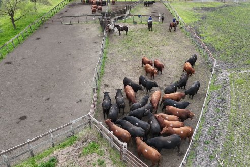 Visita a Estancia Don Pastor - Lucas Norte, Entre Rios - Previa al 21° Remate Anual Angus y 1° Brangus