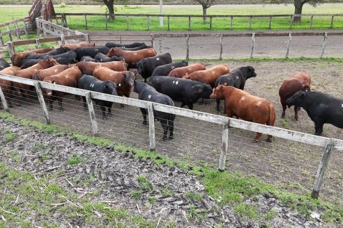 Visita a Estancia Don Pastor - Lucas Norte, Entre Rios - Previa al 21° Remate Anual Angus y 1° Brangus