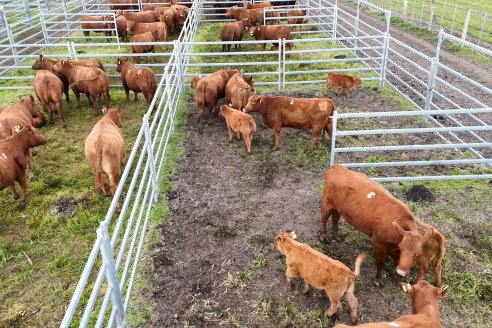 Visita a Estancia Don Pastor - Lucas Norte, Entre Rios - Previa al 21° Remate Anual Angus y 1° Brangus