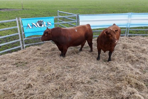 Visita a Estancia Don Pastor - Lucas Norte, Entre Rios - Previa al 21° Remate Anual Angus y 1° Brangus