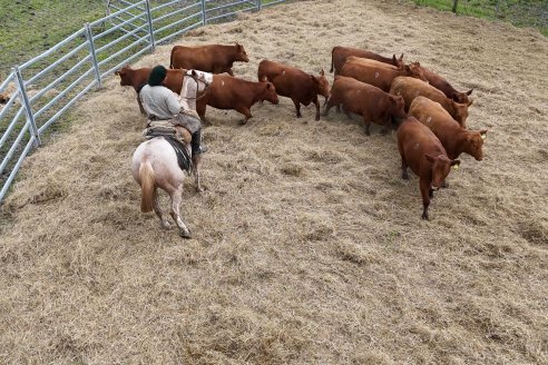 Visita a Estancia Don Pastor - Lucas Norte, Entre Rios - Previa al 21° Remate Anual Angus y 1° Brangus