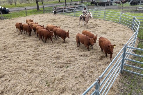 Visita a Estancia Don Pastor - Lucas Norte, Entre Rios - Previa al 21° Remate Anual Angus y 1° Brangus