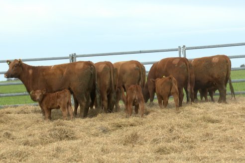 Visita a Estancia Don Pastor - Lucas Norte, Entre Rios - Previa al 21° Remate Anual Angus y 1° Brangus