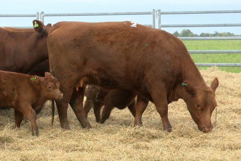 Visita a Estancia Don Pastor - Lucas Norte, Entre Rios - Previa al 21° Remate Anual Angus y 1° Brangus