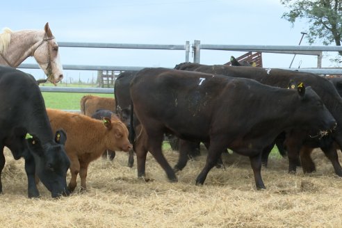 Visita a Estancia Don Pastor - Lucas Norte, Entre Rios - Previa al 21° Remate Anual Angus y 1° Brangus